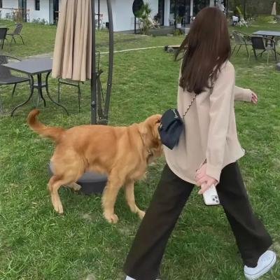 虎鲨王